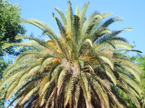 Palm Dates.